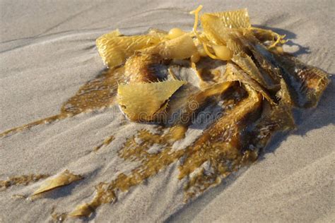 Unlocking the Secrets of San Clemente's Seaweed Magic